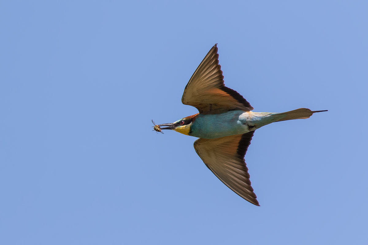 Bienenfresser (Merops apiaster)