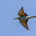 Bienenfresser (Merops apiaster)