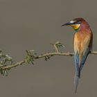 Bienenfresser (Merops apiaster) 