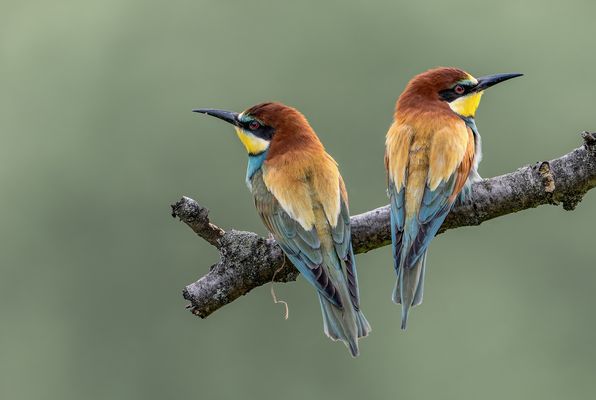 Bienenfresser (Merops apiaster)