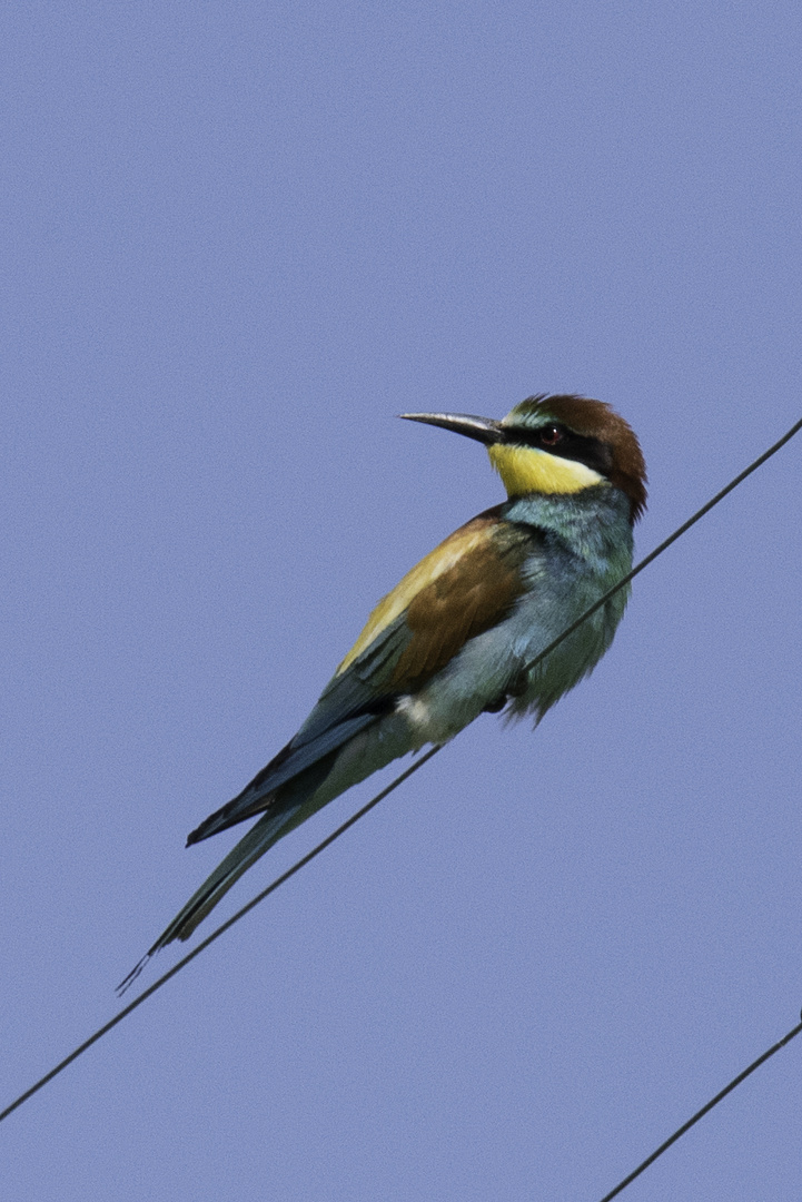 Bienenfresser - Merops apiaster