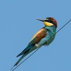 Bienenfresser - Merops apiaster