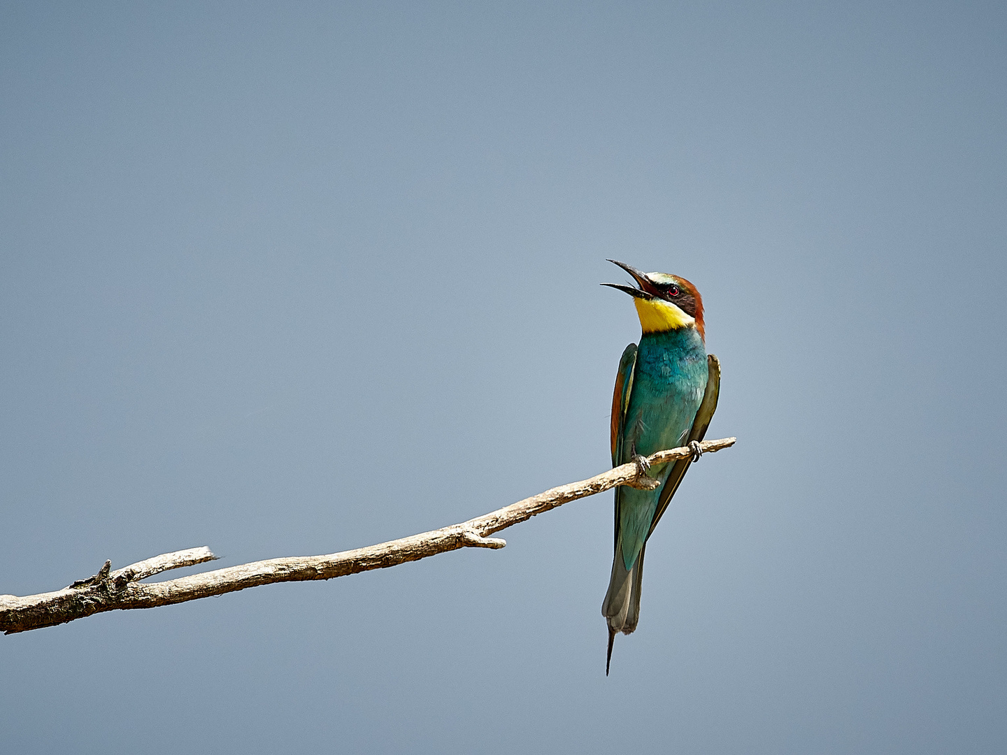 Bienenfresser (Merops apiaster)