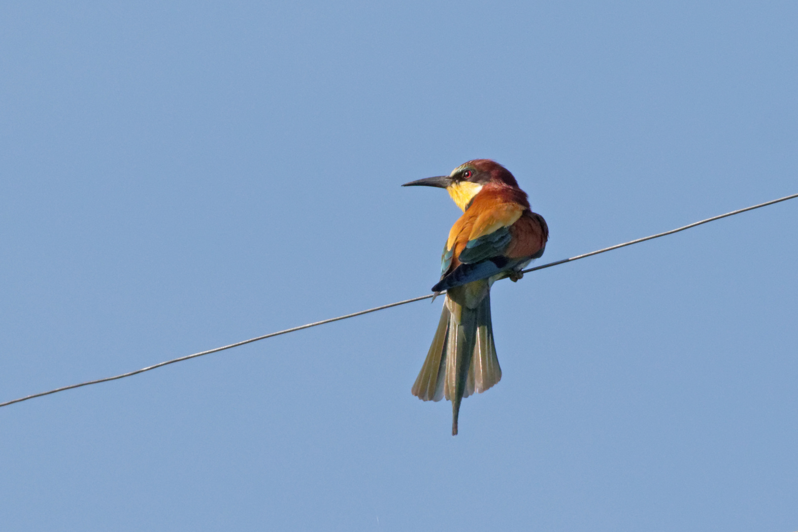 Bienenfresser (Merops apiaster)