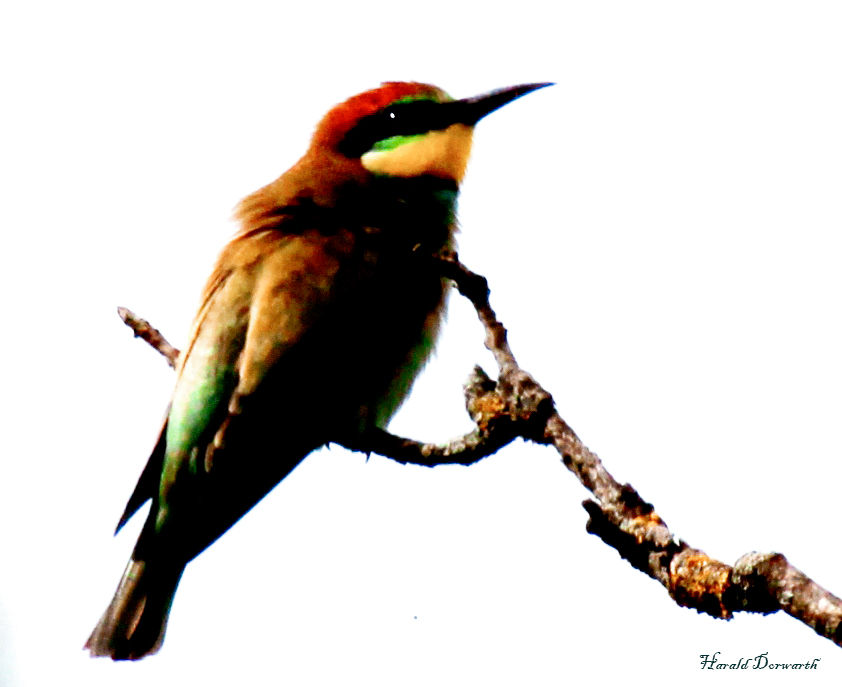 Bienenfresser (Merops apiaster)