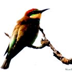 Bienenfresser (Merops apiaster)