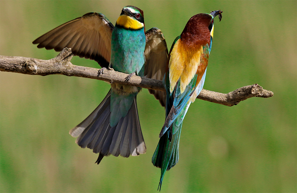 Bienenfresser (Merops apiaster)