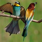 Bienenfresser (Merops apiaster)