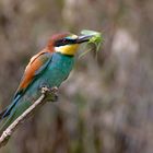 Bienenfresser (Merops apiaster)  , das einsame Ende einer Heuschrecke