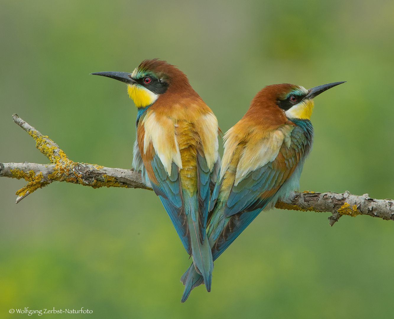 -- Bienenfresser --  (. Merops apiaster )