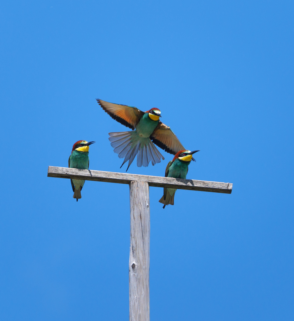 Bienenfresser (Merops apiaster)