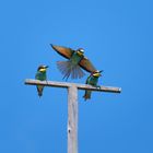 Bienenfresser (Merops apiaster)