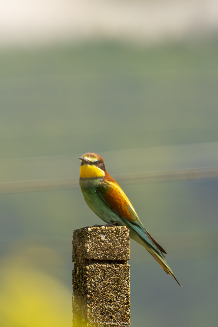 Bienenfresser (Merops apiaster)