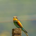 Bienenfresser (Merops apiaster)