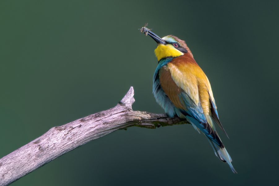  Bienenfresser (Merops apiaster)