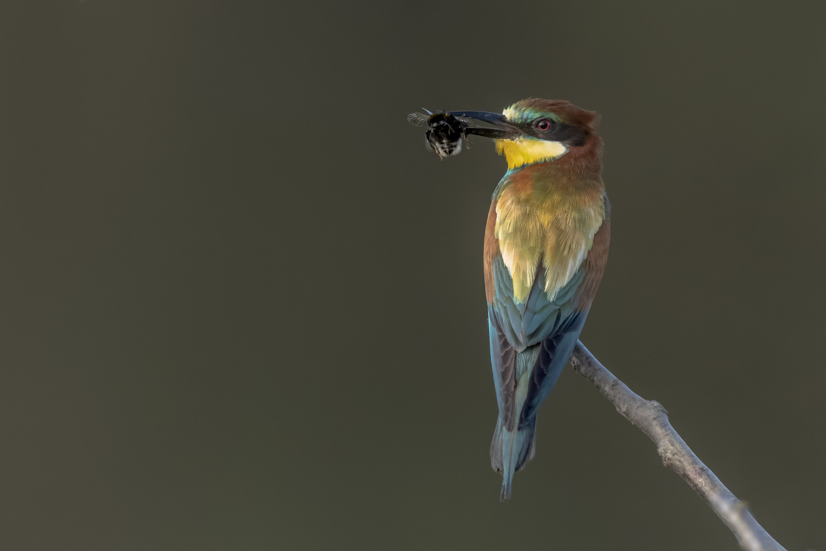 Bienenfresser (Merops apiaster)