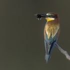 Bienenfresser (Merops apiaster)