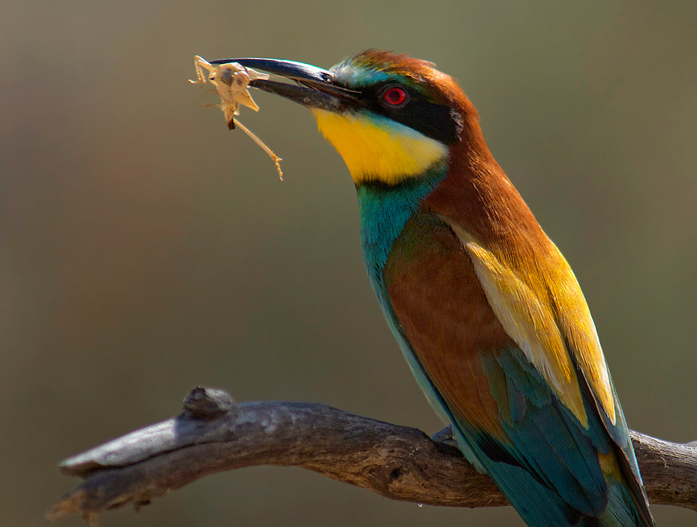 Bienenfresser (Merops apiaster)