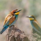 Bienenfresser (Merops apiaster)