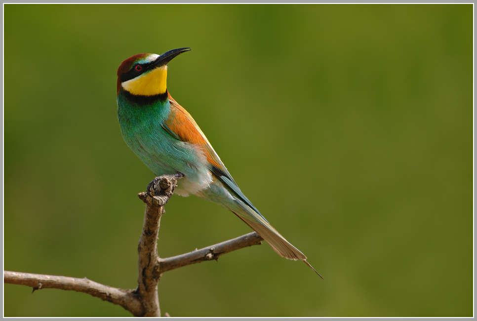 Bienenfresser (Merops apiaster)