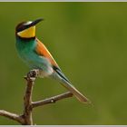 Bienenfresser (Merops apiaster)