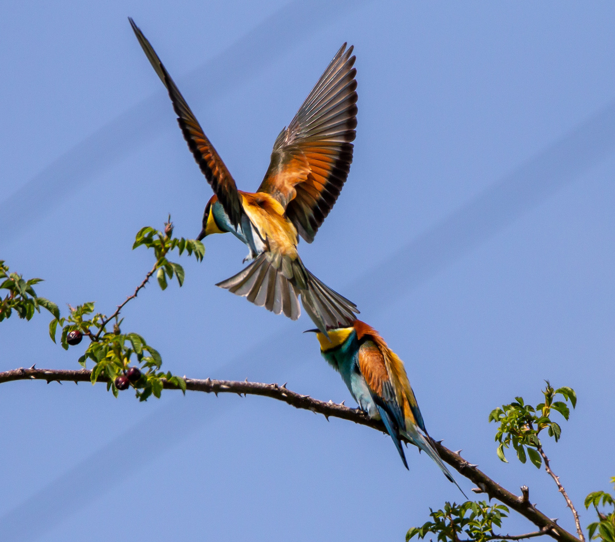 Bienenfresser (Merops apiaster) 