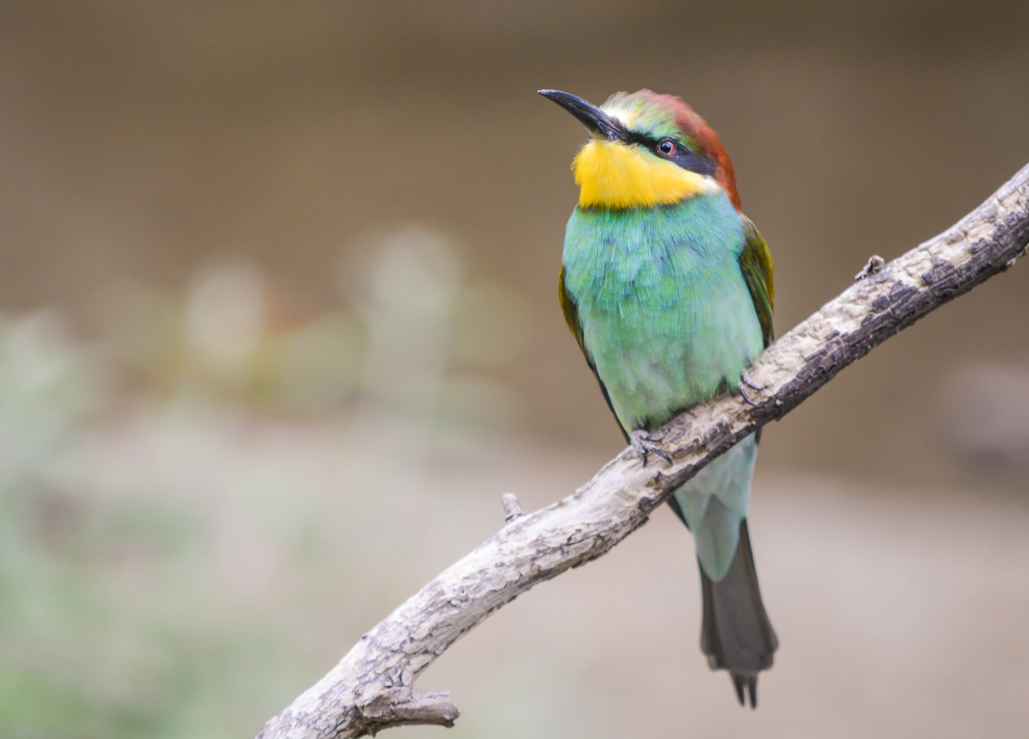 Bienenfresser (Merops Apiaster)