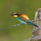 Bienenfresser ( Merops apiaster )