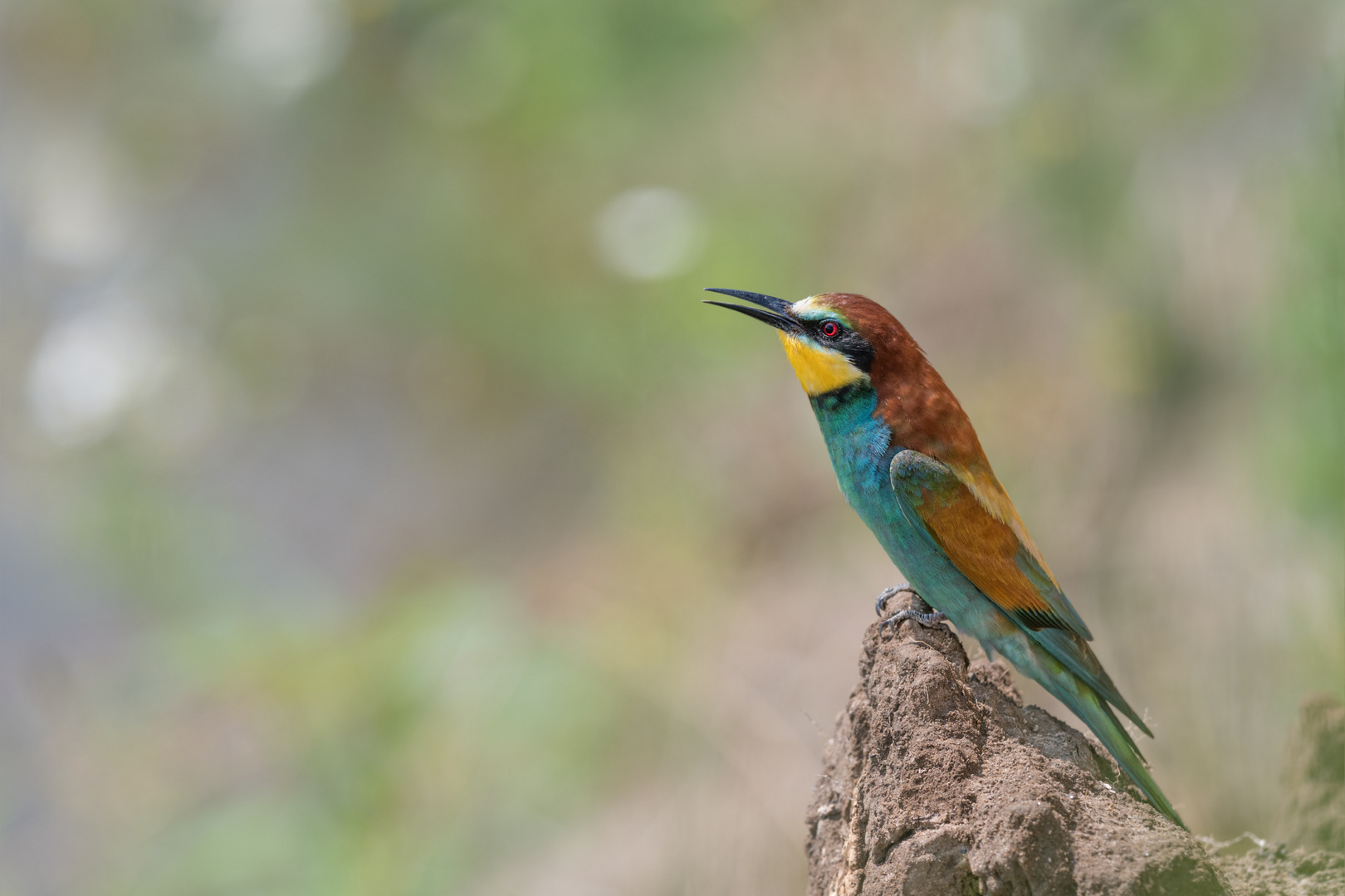 Bienenfresser (Merops apiaster)