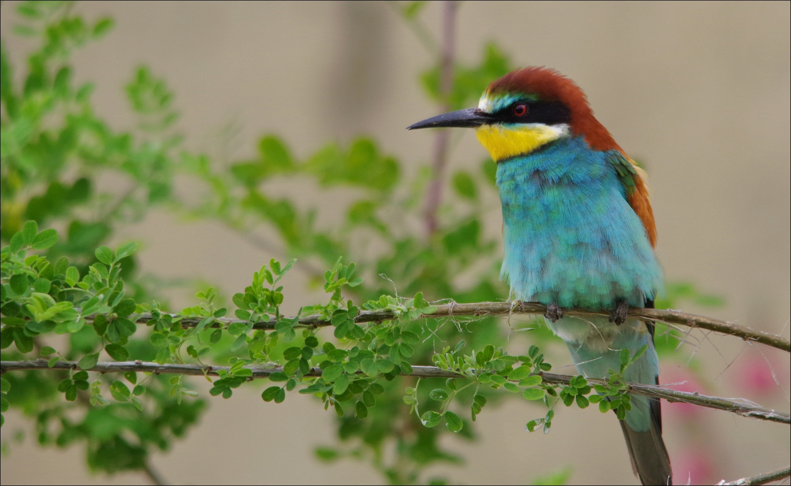 Bienenfresser (Merops apiaster)