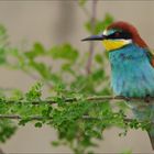 Bienenfresser (Merops apiaster)