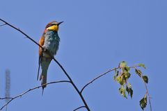 Bienenfresser (Merops apiaster)