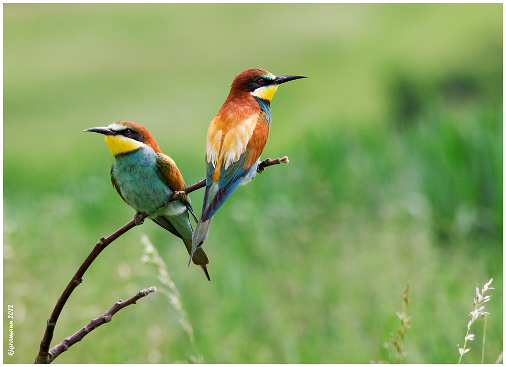 Bienenfresser (Merops apiaster)......