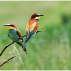 Bienenfresser (Merops apiaster)......