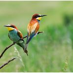 Bienenfresser (Merops apiaster)......