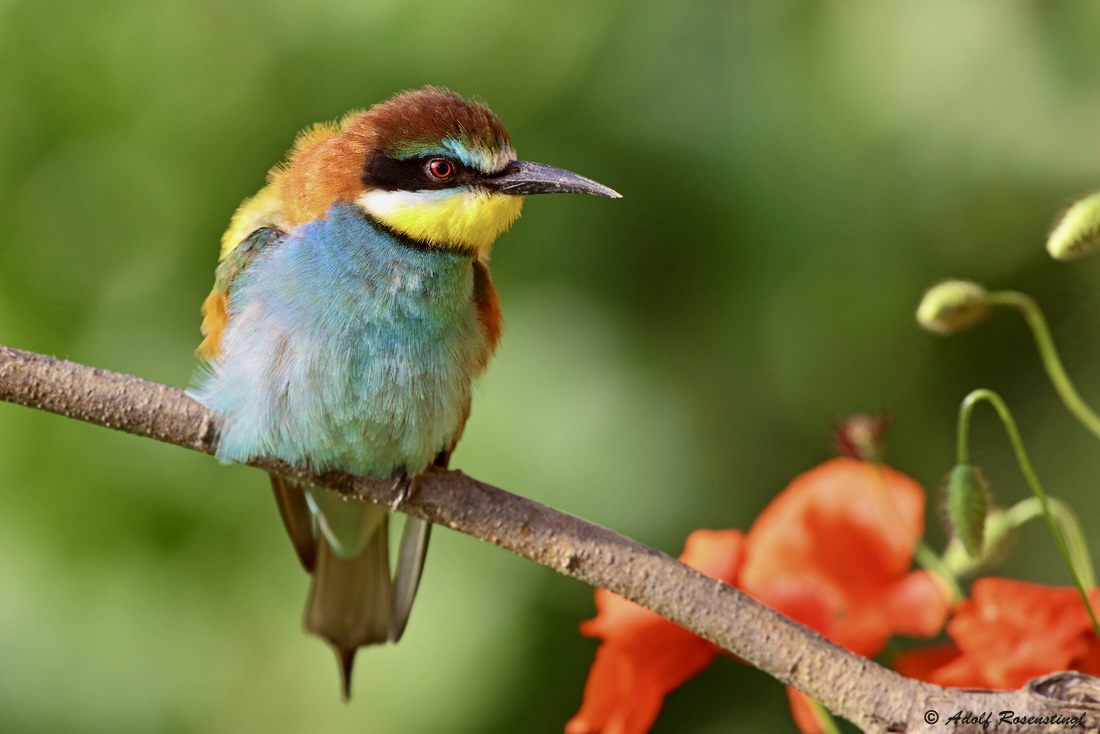 Bienenfresser (Merops apiaster)...