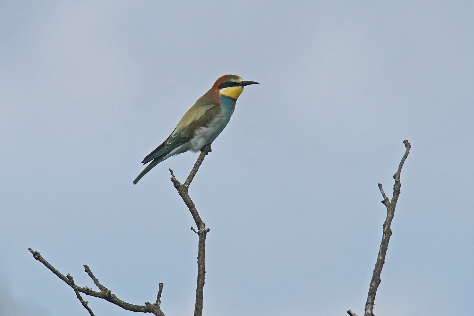 Bienenfresser (Merops apiaster)