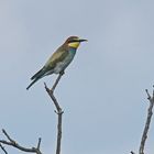 Bienenfresser (Merops apiaster)