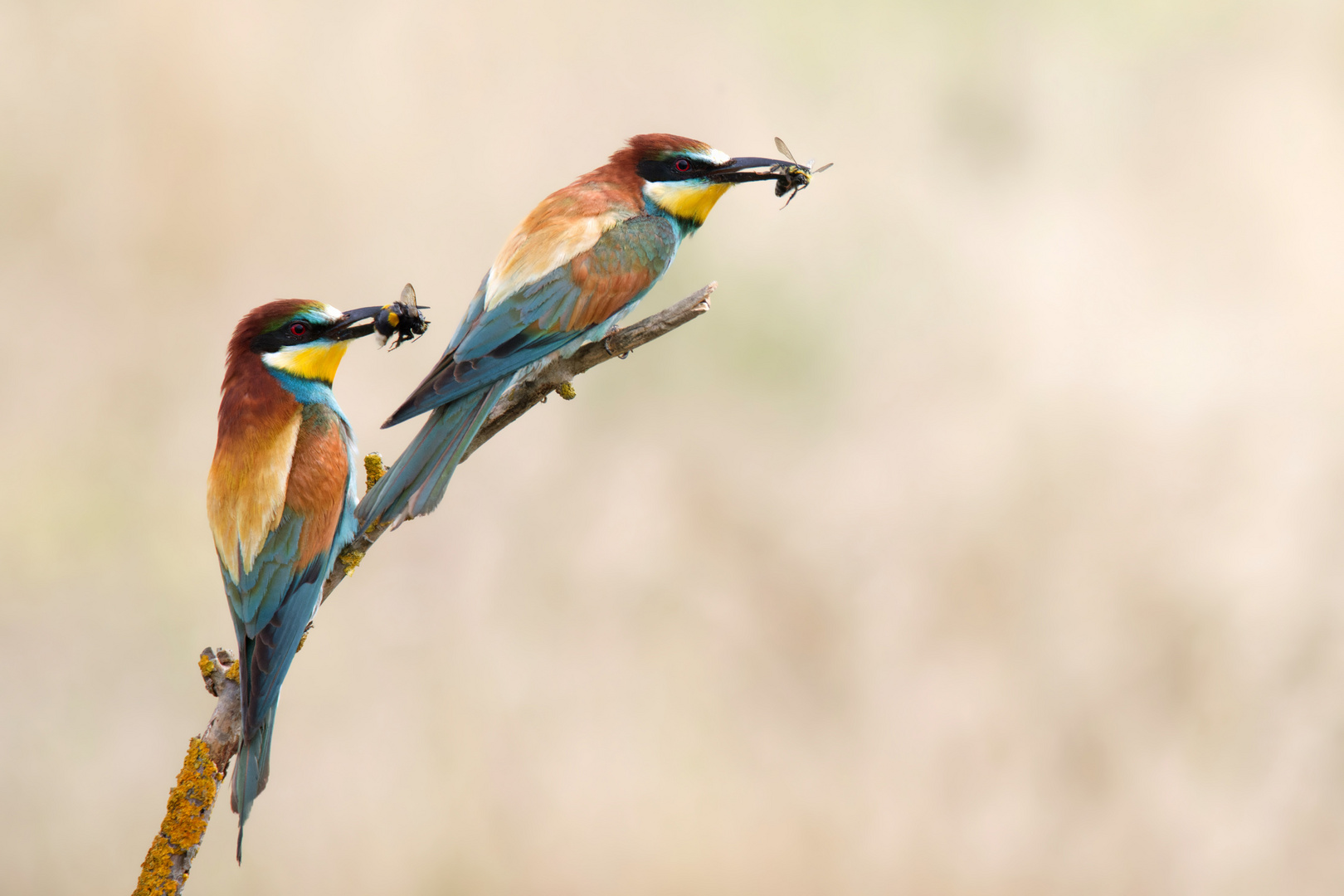 Bienenfresser ( Merops apiaster)  - Hummelschau