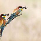 Bienenfresser ( Merops apiaster)  - Hummelschau