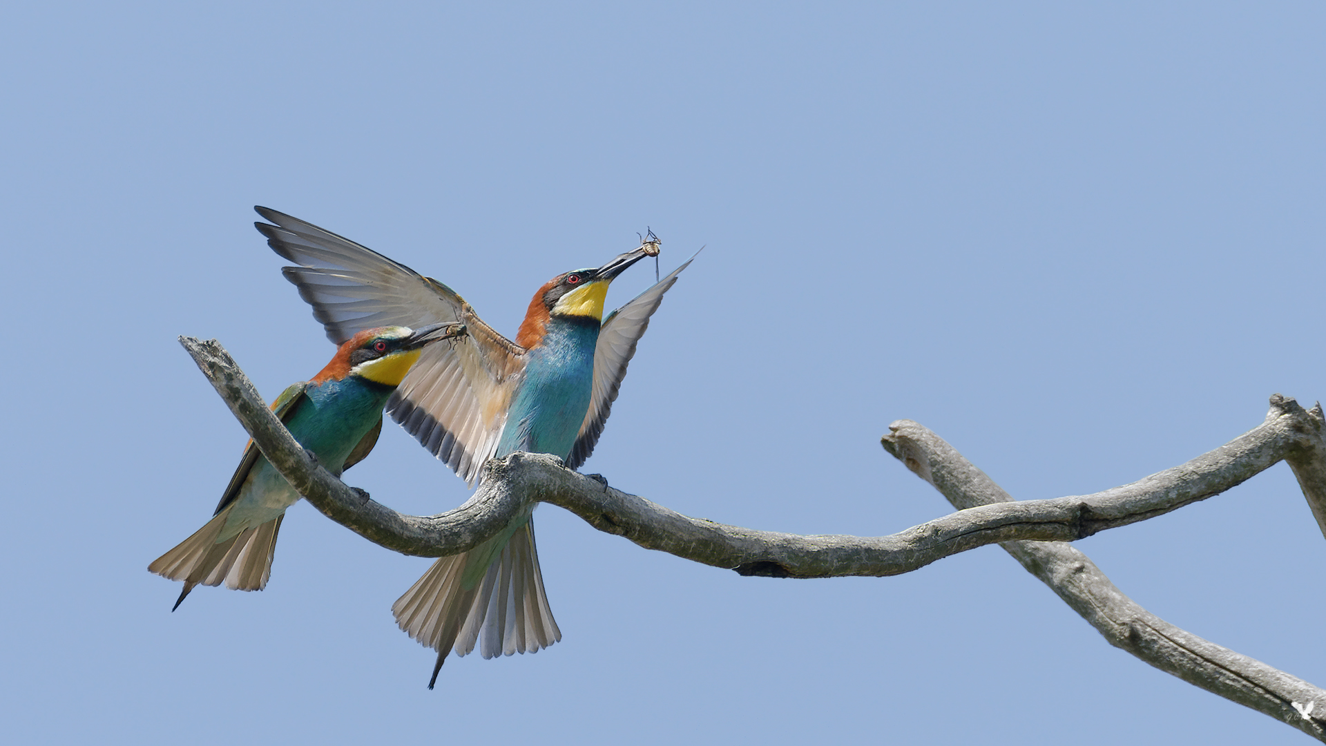 Bienenfresser (Merops apiaster) im Doppelpack :)