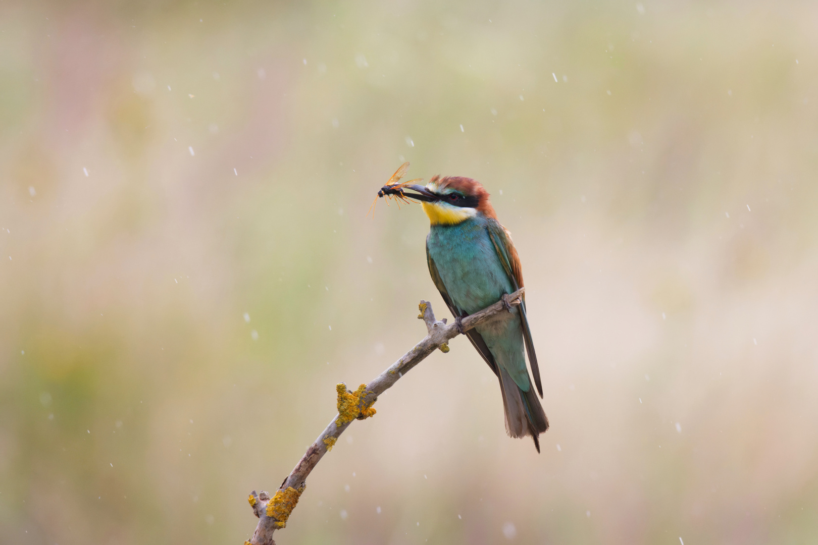 Bienenfresser ( Merops apiaster) im Regen mit Riesenholzwespe (Urocerus gigas) 