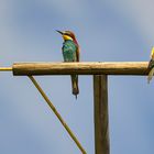 Bienenfresser, Merops apiaster, Kaiserstuhl