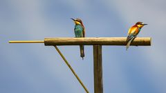 Bienenfresser, Merops apiaster, Kaiserstuhl