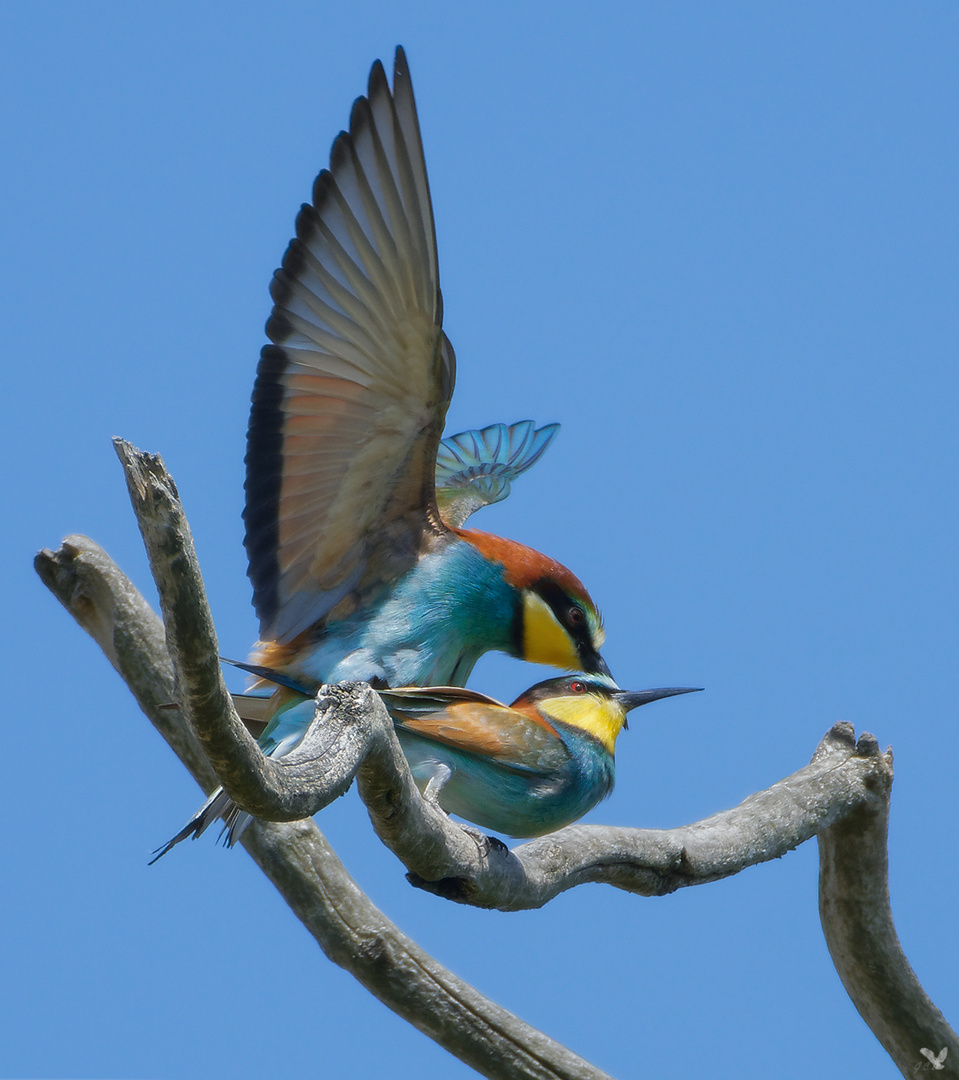 Bienenfresser (Merops apiaster) Kopulation ....