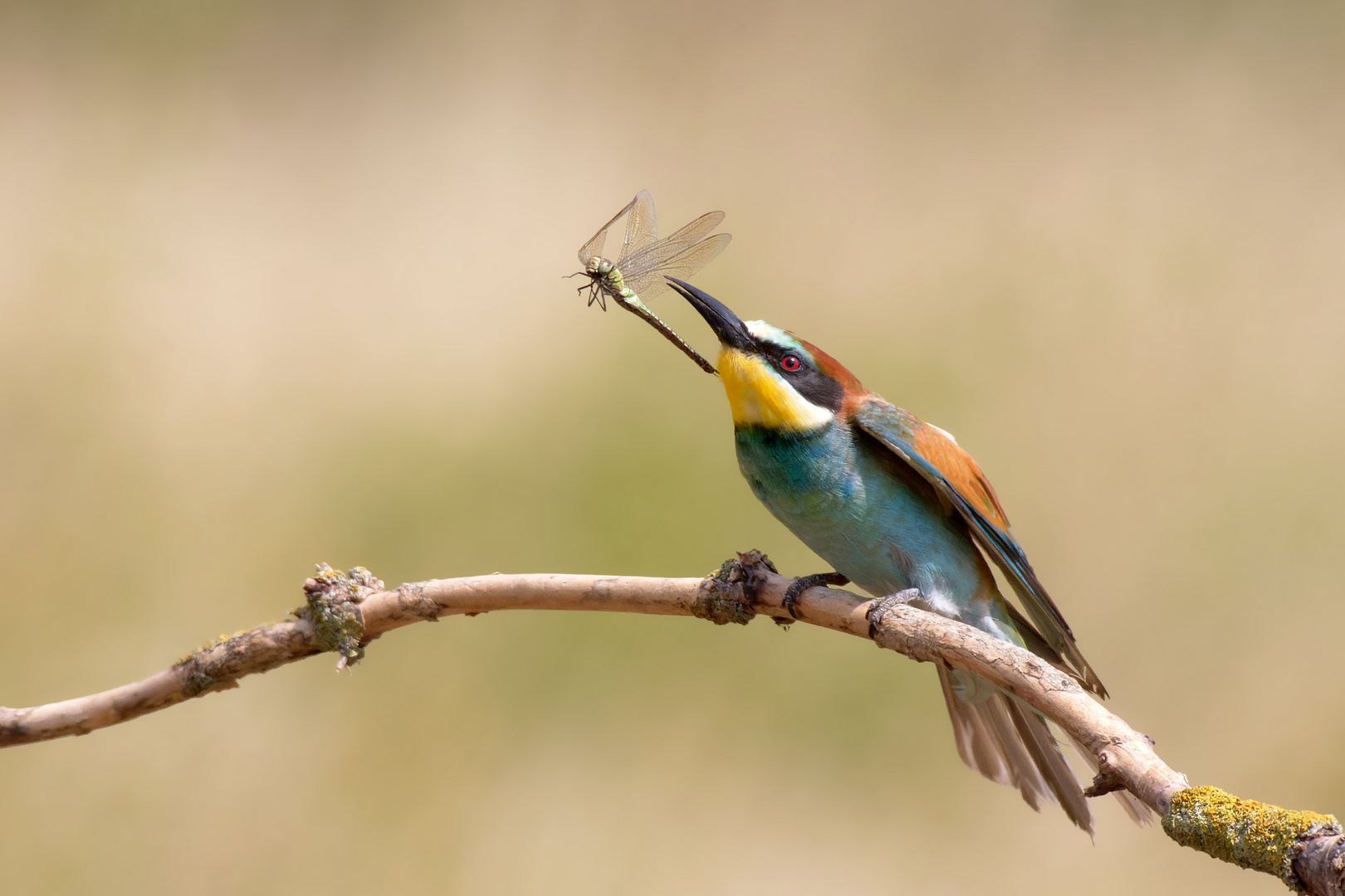 Bienenfresser ( Merops apiaster)  mit Beute.. 