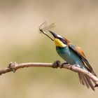 Bienenfresser ( Merops apiaster)  mit Beute.. 