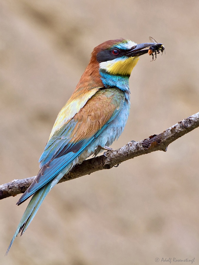 Bienenfresser (Merops apiaster) mit Beute