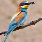 Bienenfresser (Merops apiaster) mit Beute