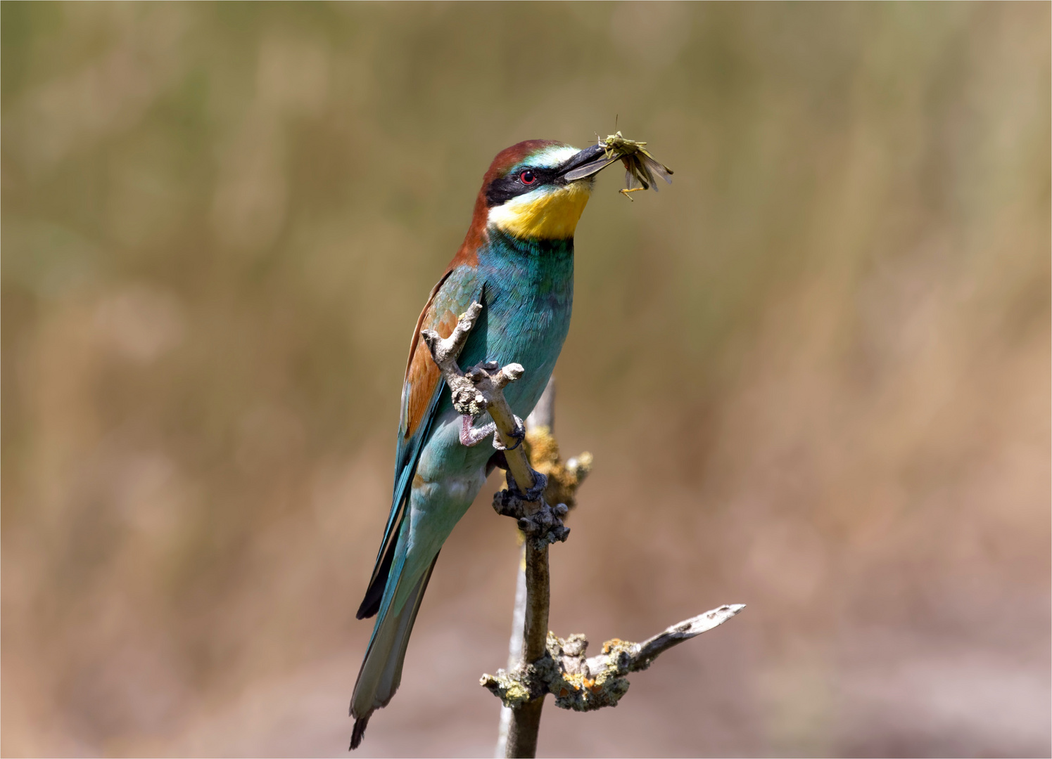 Bienenfresser   (Merops apiaster) mit Grashüpfer